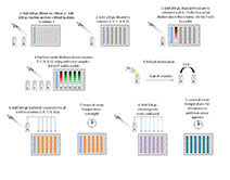 toxi ChromoTest AcuteToxicity FlowChart