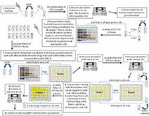 umu ChromoTest GenotoxicityTesting FlowChart