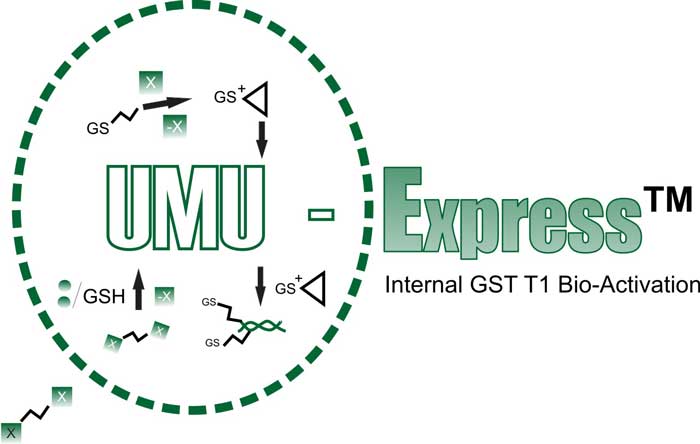 UMU Express Strain GST T1 1